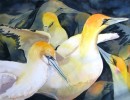 Gannet Flock by Sue Graham